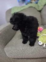 Herbie, a male Poodle - Toy  for sale in Worcester, MA – 5 of 10