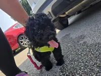 Herbie, a male Poodle - Toy  for sale in Worcester, MA – 1 of 10