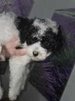 Stacey, a female Poodle - Toy  for sale in Worcester, MA – 6 of 10