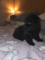 Herbie, a male Poodle - Toy  for sale in Worcester, MA – 8 of 10