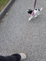Stacey, a female Poodle - Toy  for sale in Worcester, MA – 2 of 8