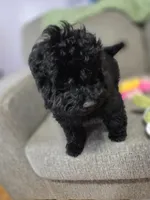 Herbie, a male Poodle - Toy  for sale in Worcester, MA – 3 of 10