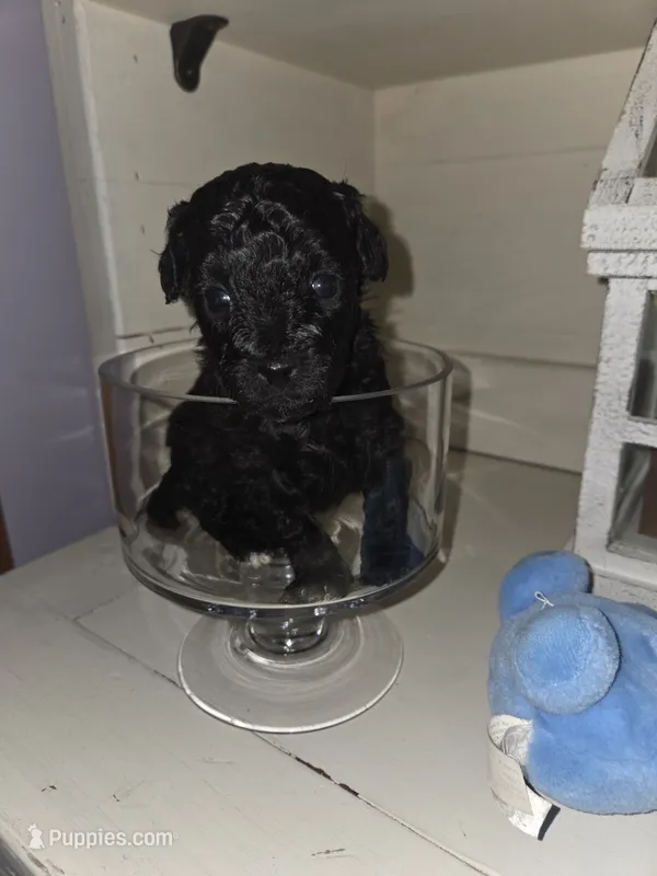 Herbie – Poodle - Toy  puppy for sale in Worcester, MA