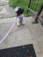 Dixie, a female Poodle - Toy  for sale in Worcester, MA – 3 of 3