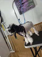 Stacey, a female Poodle - Toy  for sale in Worcester, MA – 4 of 8