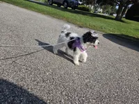 Stacey, a female Poodle - Toy  for sale in Worcester, MA – 2 of 10