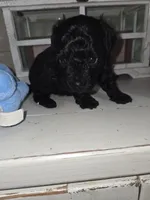 Herbie, a male Poodle - Toy  for sale in Worcester, MA – 5 of 6