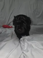 Herbie, a male Poodle - Toy  for sale in Worcester, MA – 3 of 6