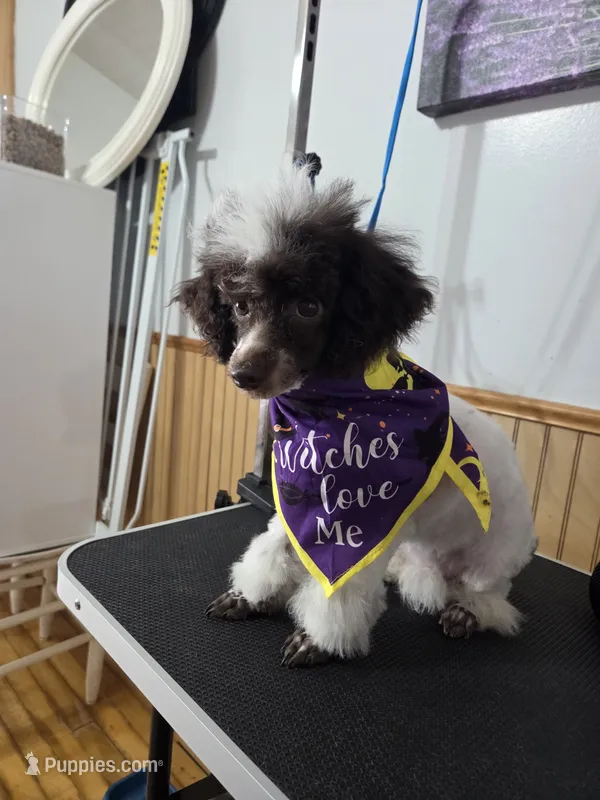 Dixie – Poodle - Toy  puppy for sale in Worcester, MA