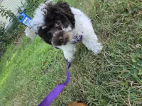Dixie, a female Poodle - Toy  for sale in Worcester, MA – 2 of 7