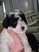Stacey, a female Poodle - Toy  for sale in Worcester, MA – 4 of 7