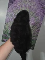 Harley, a male Poodle - Toy  for sale in Worcester, MA – 5 of 5