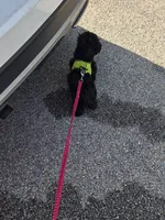 Herbie, a male Poodle - Toy  for sale in Worcester, MA – 5 of 10