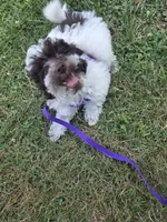 Dixie, a female Poodle - Toy  for sale in Worcester, MA – 5 of 7
