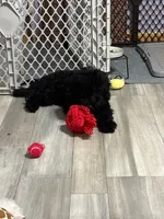 Herbie, a male Poodle - Toy  for sale in Worcester, MA – 2 of 10