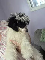Stacey, a female Poodle - Toy  for sale in Worcester, MA – 6 of 10