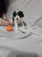 Stacey, a female Poodle - Toy  for sale in Worcester, MA – 7 of 7