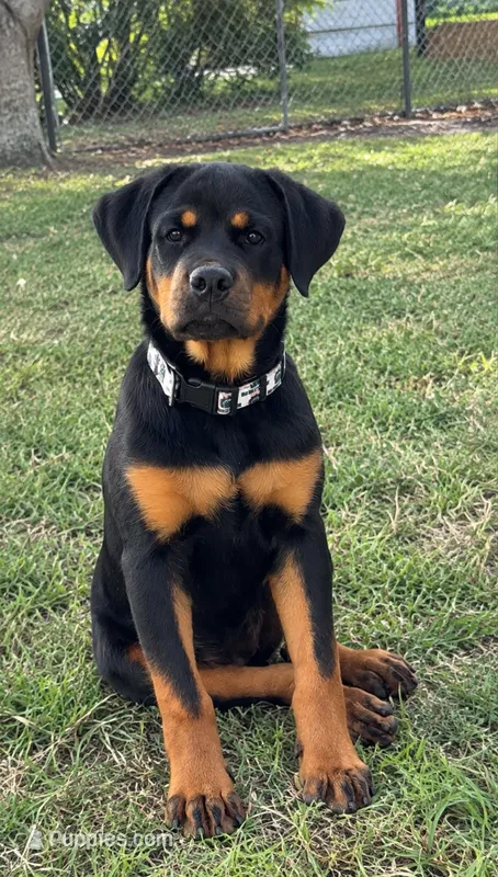 Skye Von Bart – Rottweiler puppy for sale in Lake Worth, FL
