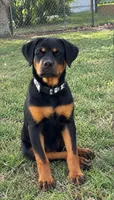 Skye Von Bart, a female Rottweiler for sale in Lake Worth, FL – 1 of 2