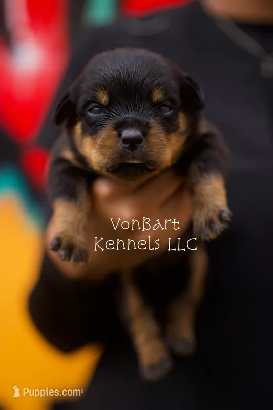 Purple collar female  – Rottweiler puppy for sale in Lake Worth, FL