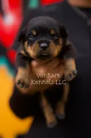 Purple collar female , a female Rottweiler for sale in Lake Worth, FL – 1 of 4
