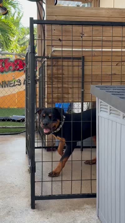 Skye Von Bart, a female Rottweiler for sale in Lake Worth, FL – 2 of 2