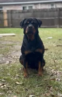 Purple collar female , a female Rottweiler for sale in Lake Worth, FL – 3 of 4
