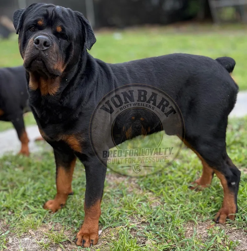 Purple collar female  – Rottweiler puppy for sale in Lake Worth, FL