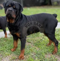 Purple collar female , a female Rottweiler for sale in Lake Worth, FL – 2 of 4