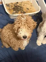 Leonard- Potty and kennel trained 5 months old make me a offer , a male Miniature Goldendoodle for sale in St. George, UT – Photo 2 of 6