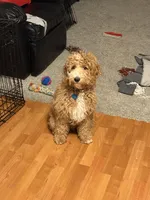 Leonard- Potty and kennel trained 5 months old make me a offer , a male Miniature Goldendoodle for sale in St. George, UT – Photo 6 of 6