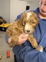 Leonard- Potty and kennel trained 5 months old make me a offer , a male Miniature Goldendoodle for sale in St. George, UT – Photo 3 of 6