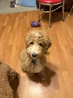 Leonard- Potty and kennel trained 5 months old make me a offer , a male Miniature Goldendoodle for sale in St. George, UT – Photo 1 of 6