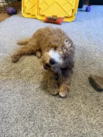 Leonard- Potty and kennel trained 5 months old make me a offer , a male Miniature Goldendoodle for sale in St. George, UT – Photo 5 of 6