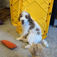 Burt - make me an offer need gone , a male Miniature Goldendoodle for sale in St. George, UT – Photo 1 of 3