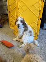 Burt, a male Miniature Goldendoodle for sale in St. George, UT – Photo 1 of 3