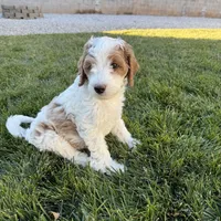 Burt - make me an offer need gone , a male Miniature Goldendoodle for sale in St. George, UT – Photo 3 of 3