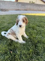 Burt, a male Miniature Goldendoodle for sale in St. George, UT – Photo 3 of 3