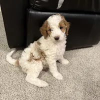 Burt - make me an offer need gone , a male Miniature Goldendoodle for sale in St. George, UT – Photo 2 of 3