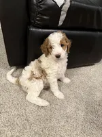 Burt, a male Miniature Goldendoodle for sale in St. George, UT – Photo 2 of 3