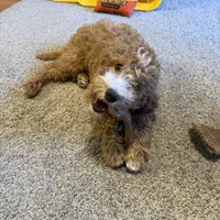 Leonard - make me an offer need gone , a male Miniature Goldendoodle for sale in St. George, UT – Photo 3 of 3