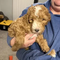 Leonard - make me an offer need gone , a male Miniature Goldendoodle for sale in St. George, UT – Photo 2 of 3