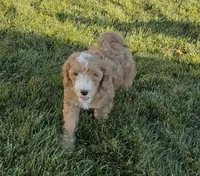 Leonard , a male Miniature Goldendoodle for sale in St. George, UT – Photo 1 of 3