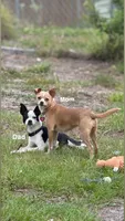 Peanut, a male Chihuahua for sale in Sarasota, FL – 2 of 2
