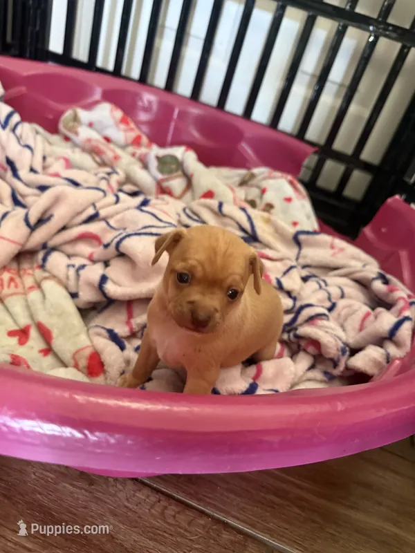 Peanut – Chihuahua puppy for sale in Sarasota, FL