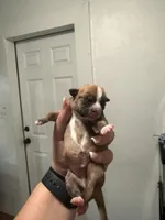 Rocky, a male Chihuahua for sale in Sarasota, FL – 1 of 4