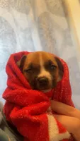 Rocky, a male Chihuahua for sale in Sarasota, FL – 4 of 4