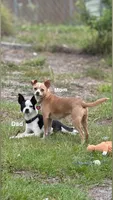 Rocky, a male Chihuahua for sale in Sarasota, FL – 3 of 4