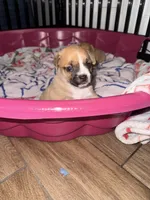 Rocky, a male Chihuahua for sale in Sarasota, FL – 2 of 4