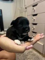 ., a  Chihuahua and Shih Tzu for sale in Pasco, WA – 2 of 2